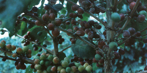 Why Coffee Is Naturally Caffeinated